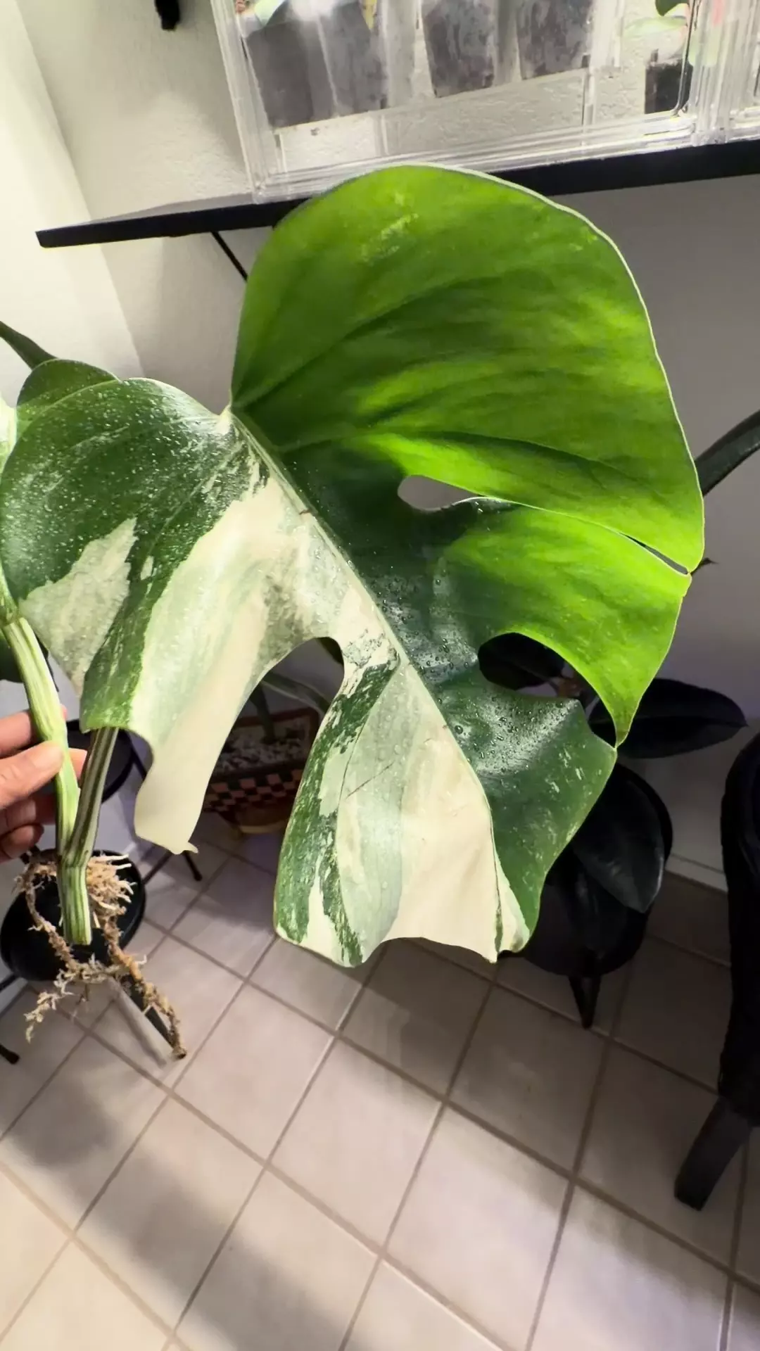 plant/09 M. Albo top cut-0