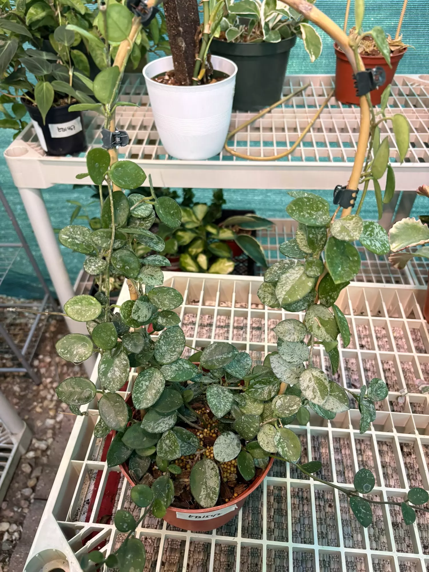 plant/EB1542 Hoya Mathilde Splash 6”-1