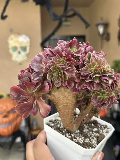 plant/Crested Medusa GC-2-thumbnail