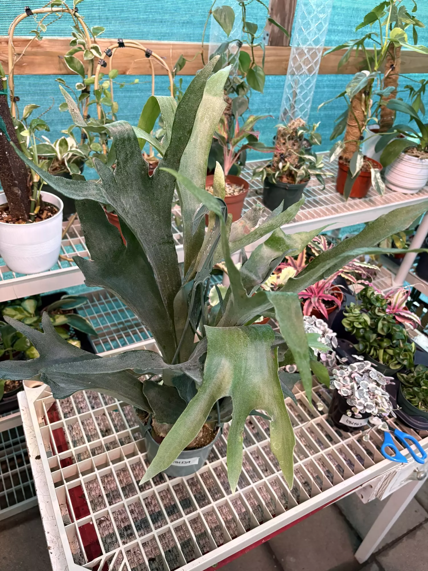 plant/EB1539 Staghorn Fern 6”-1