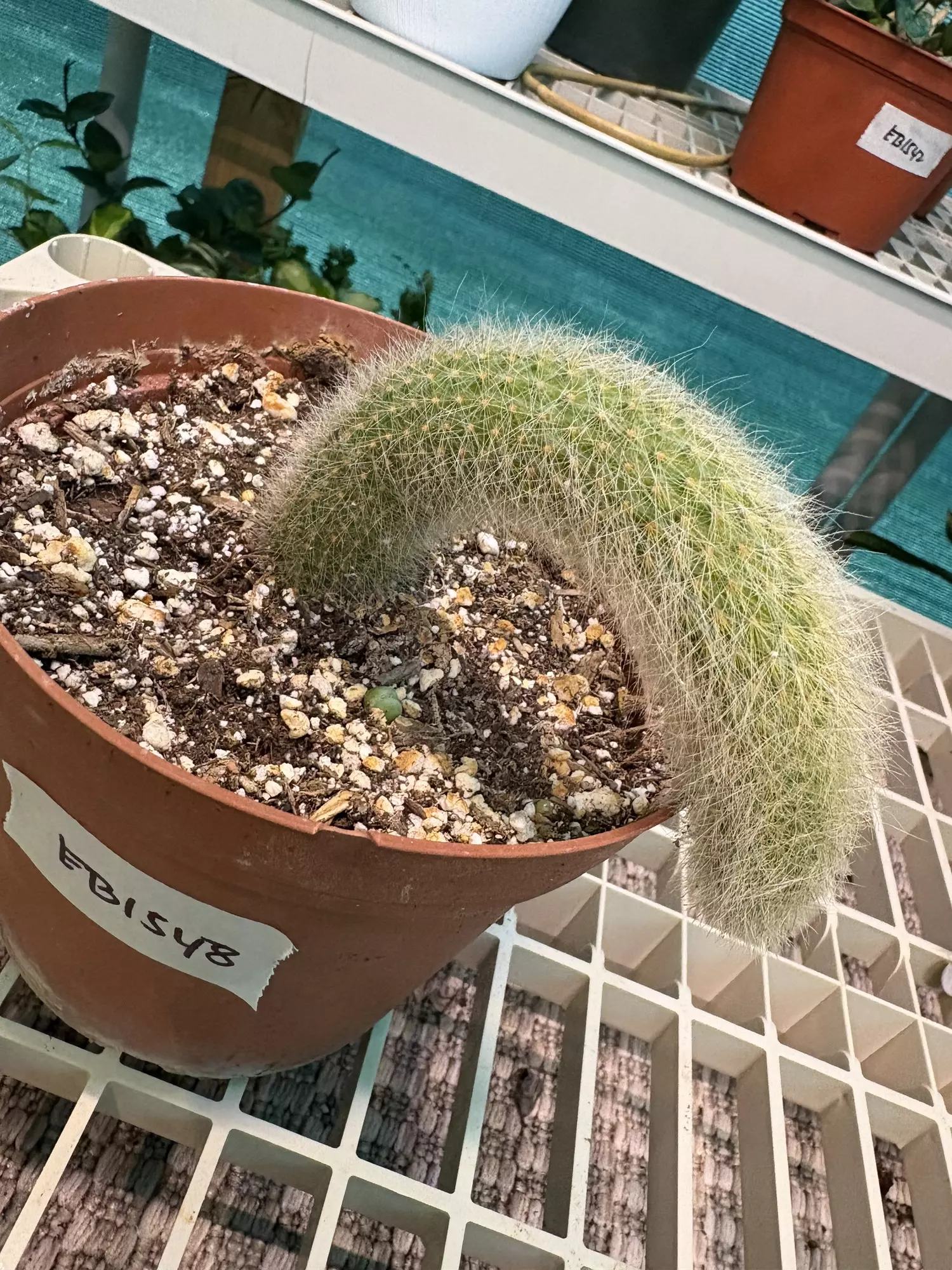 plant/EB1548 Monkey Tail Cactus - will ship bare root-1
