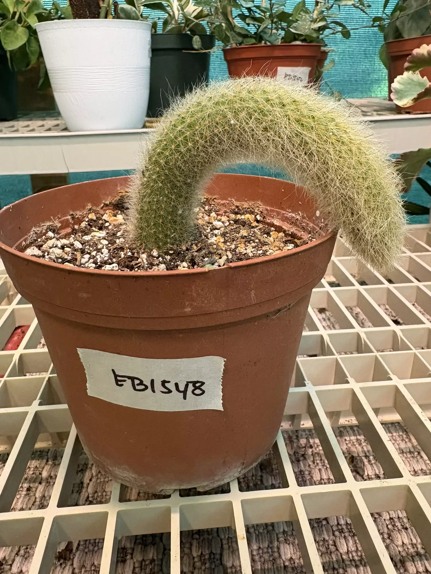 plant/EB1548 Monkey Tail Cactus - will ship bare root-0