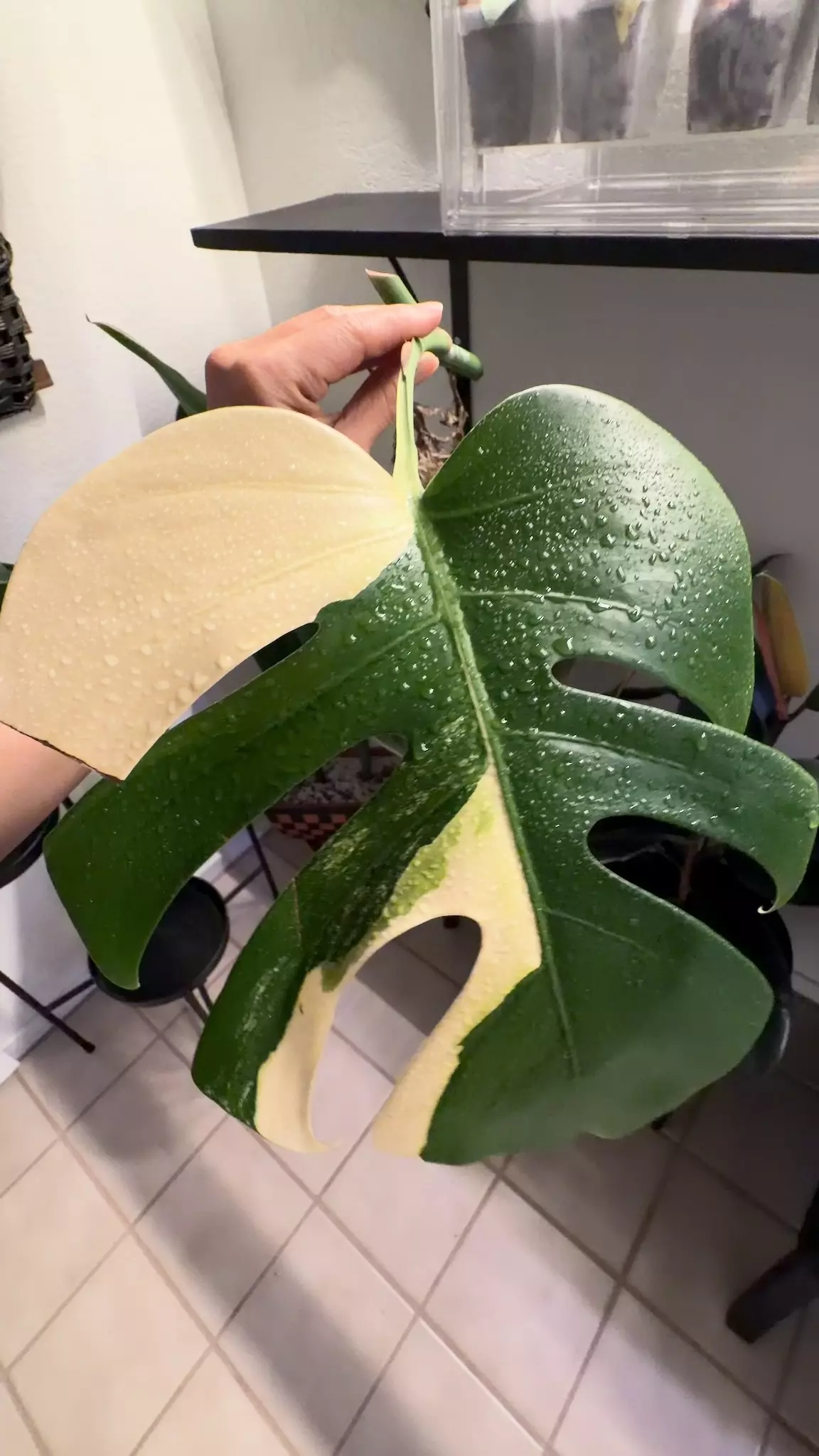 plant/01 M. Aurea tricolor-0