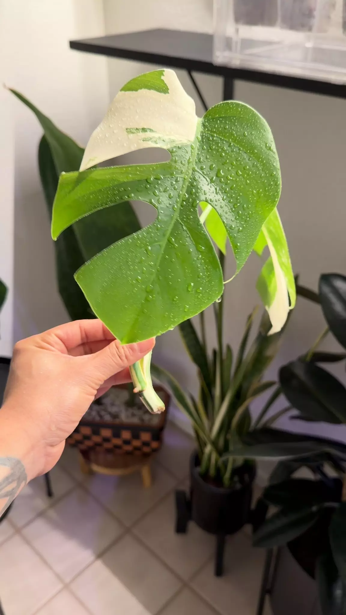 plant/07 M. Albo top cut-0