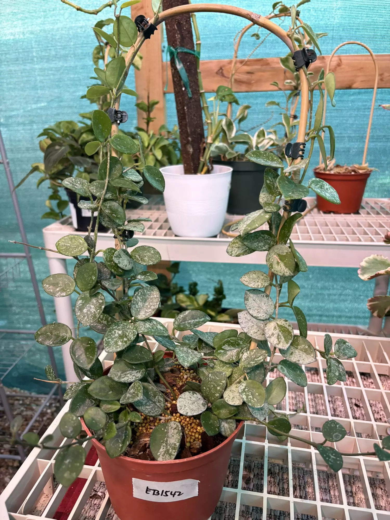 plant/EB1542 Hoya Mathilde Splash 6”-0