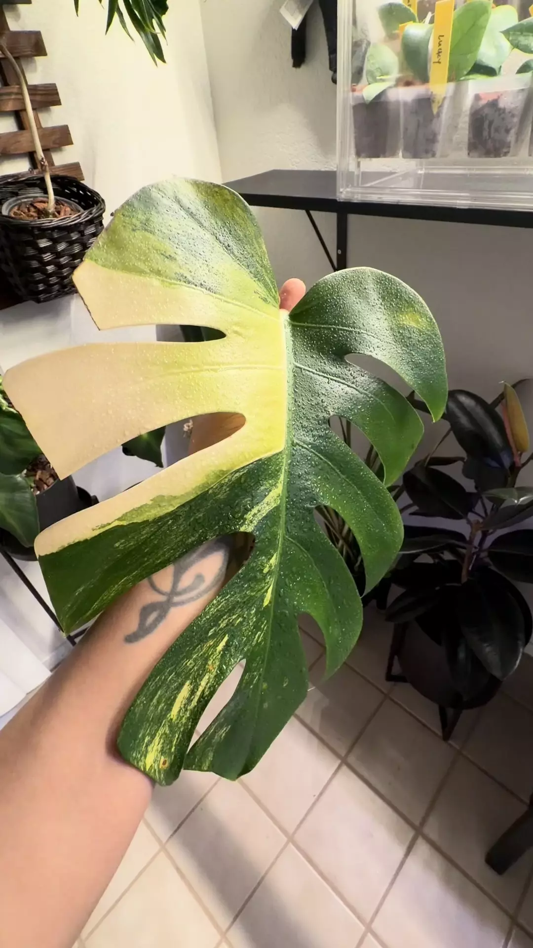 plant/04 M. Aurea tricolor-0