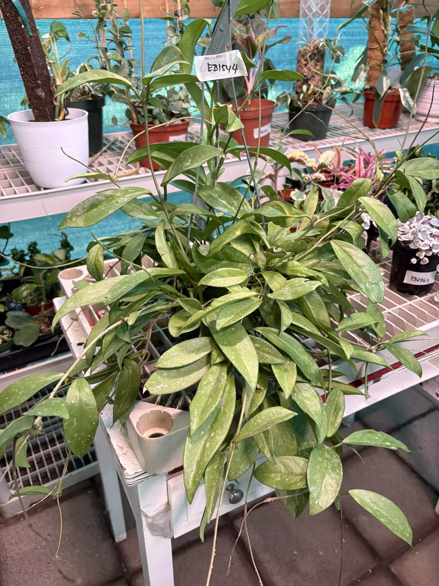 plant/EB1544 Hoya Pubicalyx 6”-0