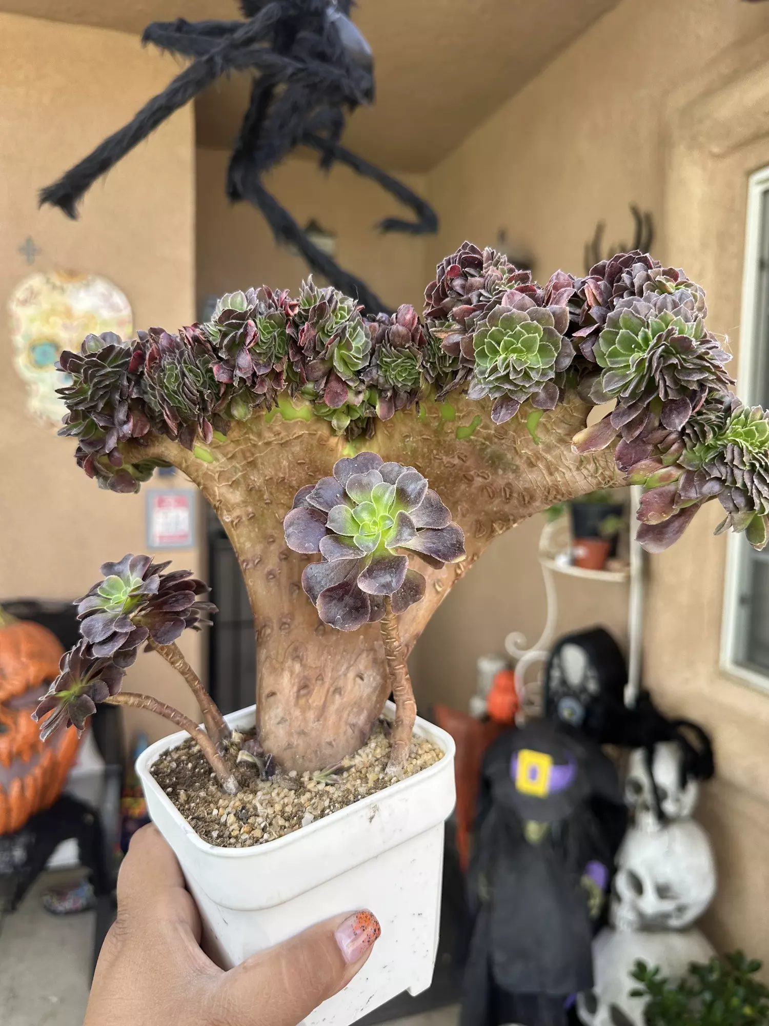 plant/Crested Super Bang-0