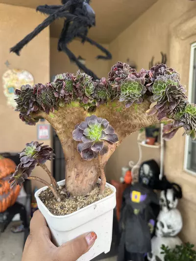 plant/Crested Super Bang-0-thumbnail