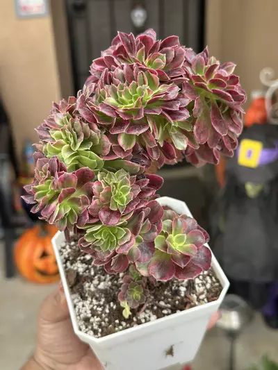 plant/Crested Medusa GC-0-thumbnail