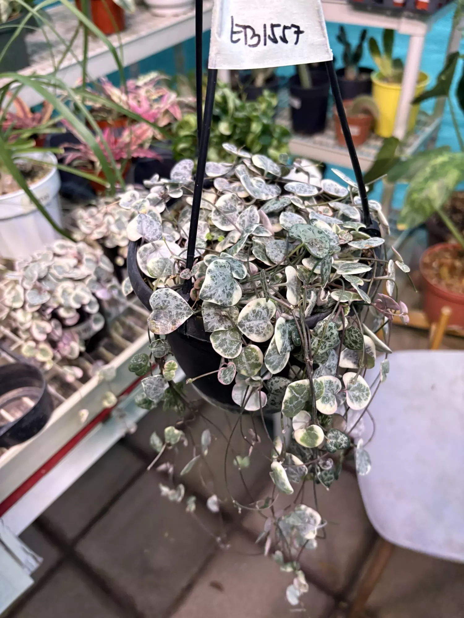 plant/EB1557 Variegated String of Hearts 6”-0