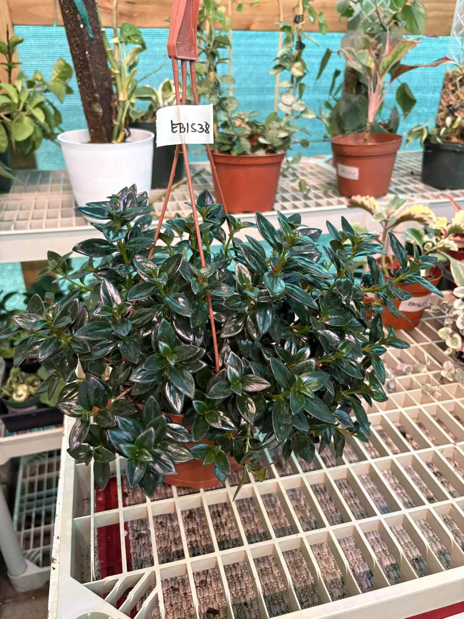 plant/EB1538 Goldfish Plant 6”-0