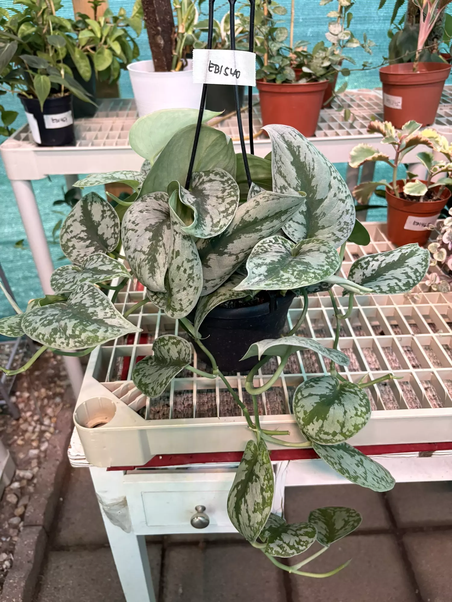 plant/EB1540 Scindapsus Exotica 6”-0