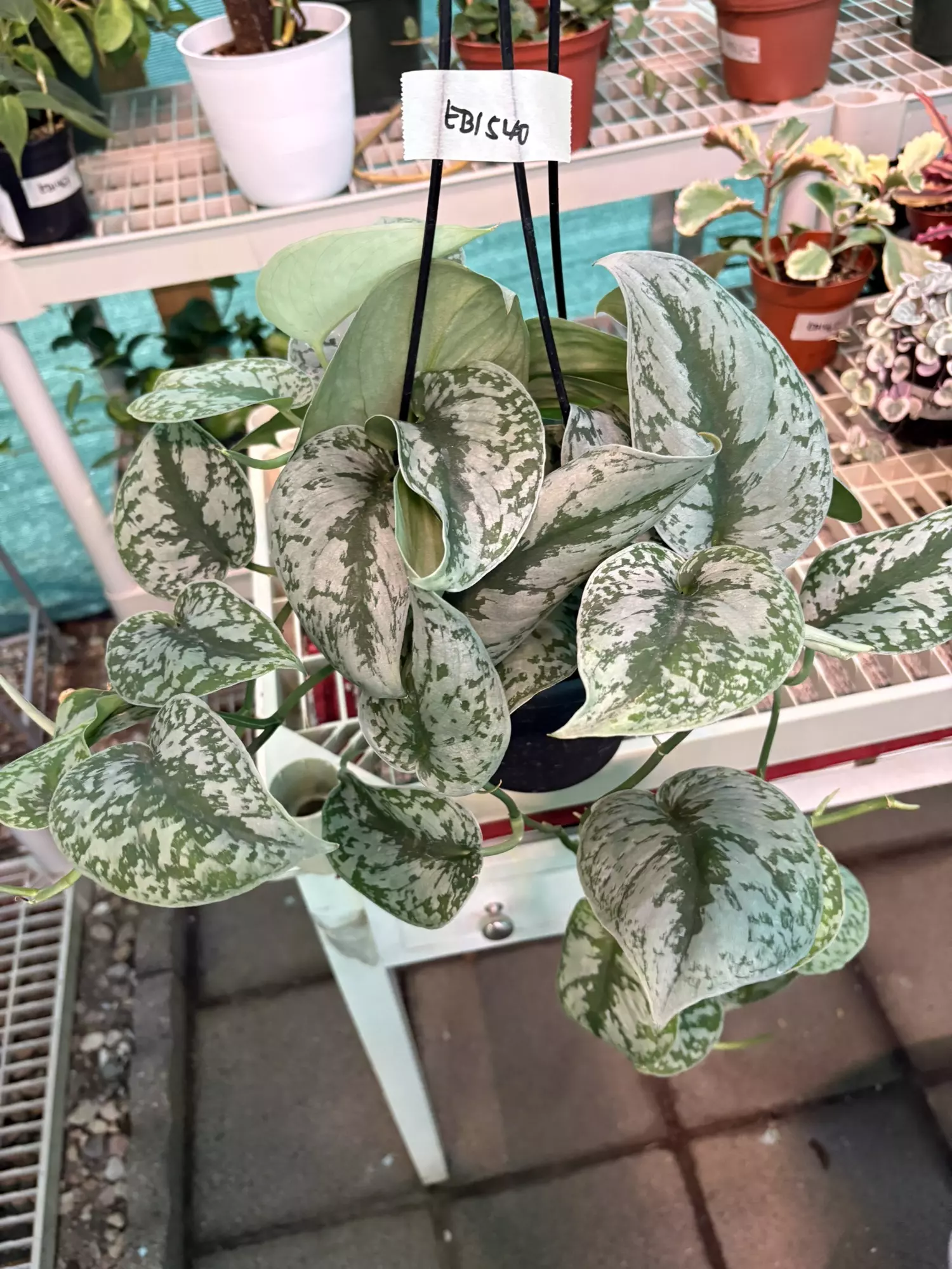 plant/EB1540 Scindapsus Exotica 6”-1