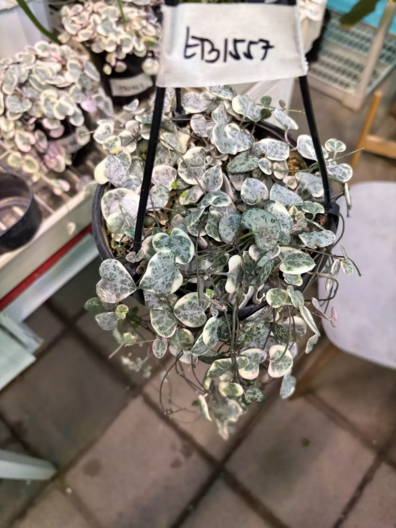 plant/EB1557 Variegated String of Hearts 6”-1