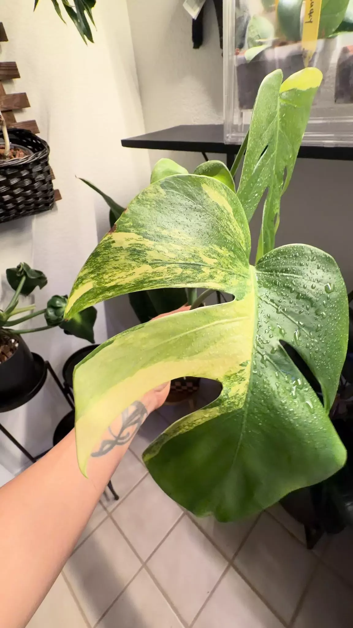 plant/03 M. Aurea tricolor top cut-0