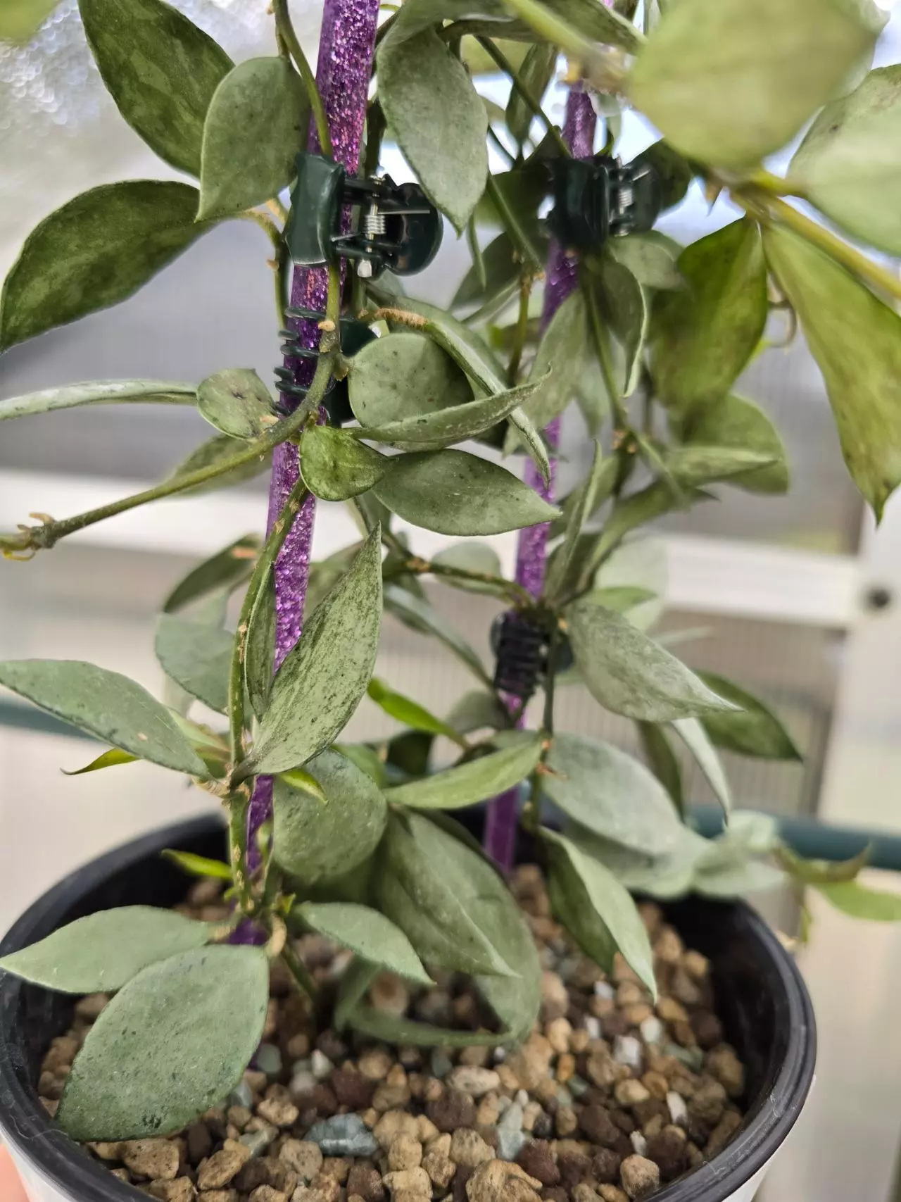 plant/Hoya Louisa Silver-0