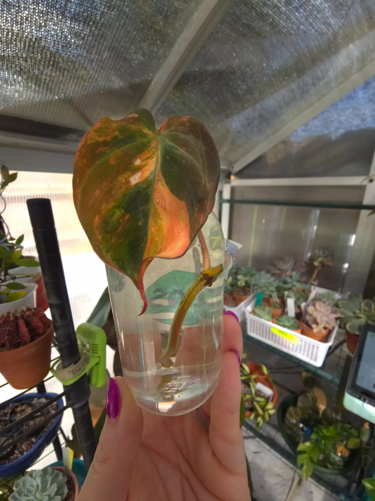 plant/❤️‍🔥Philodendron Red Micans #2 (unrooted cutting)-1