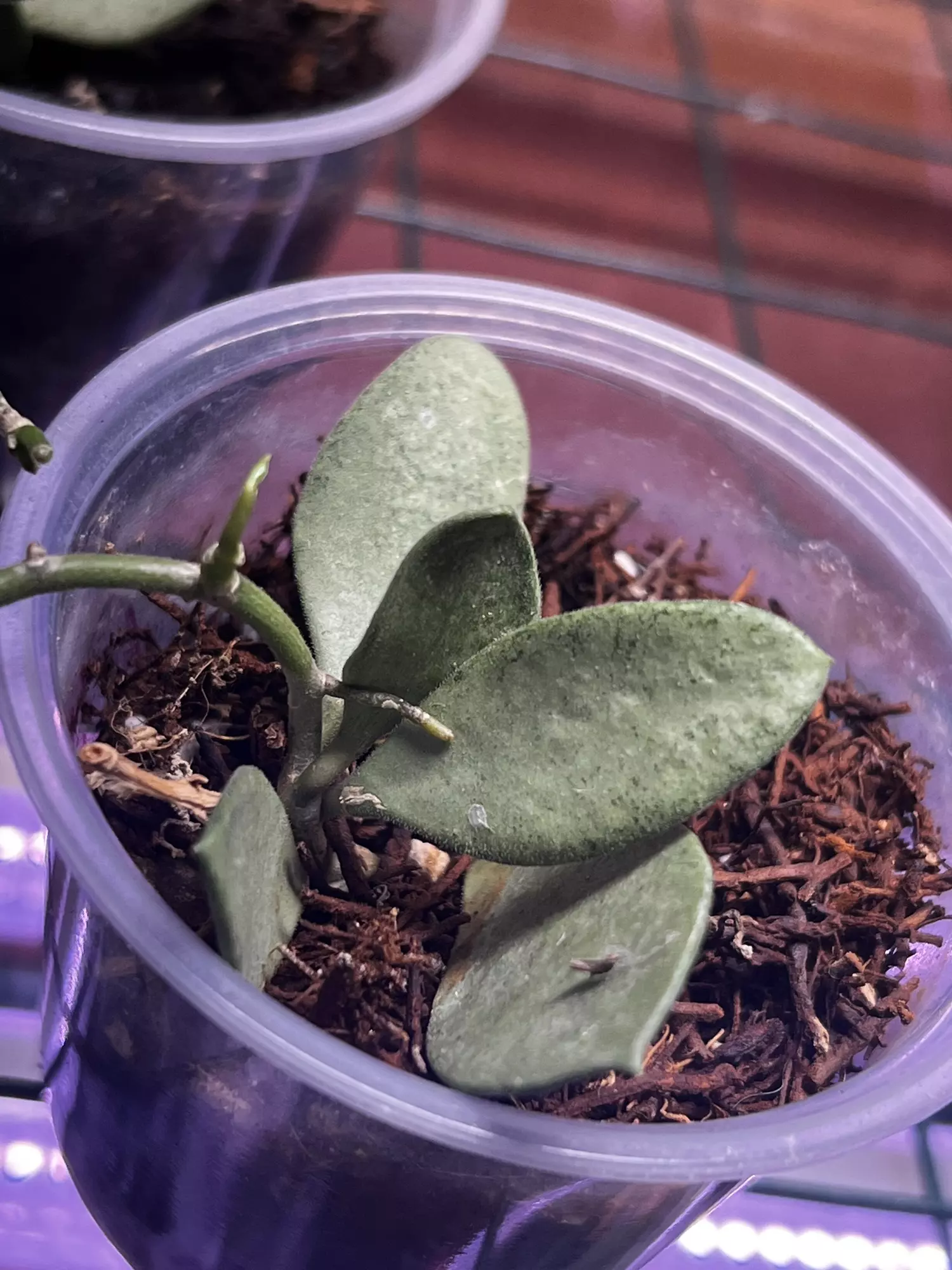 plant/Hoya Nummerlaroides Silver-1