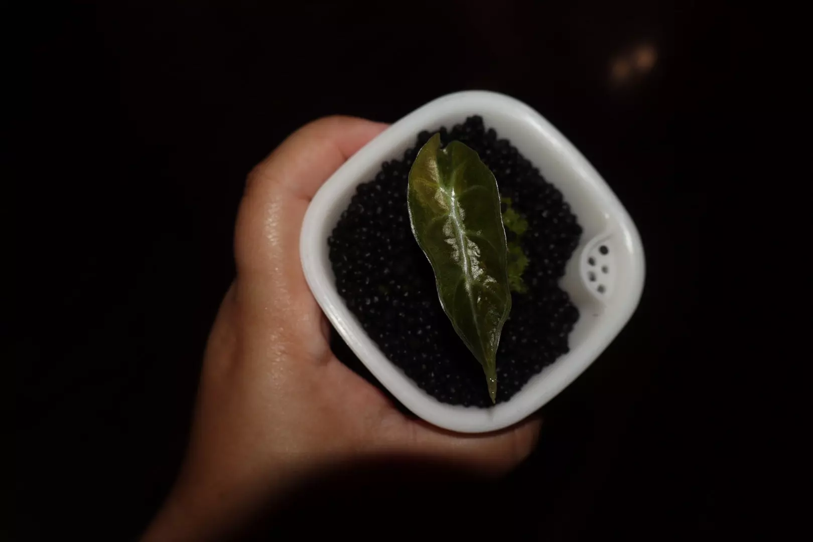 plant/Alocasia Amazonica Aurea-2