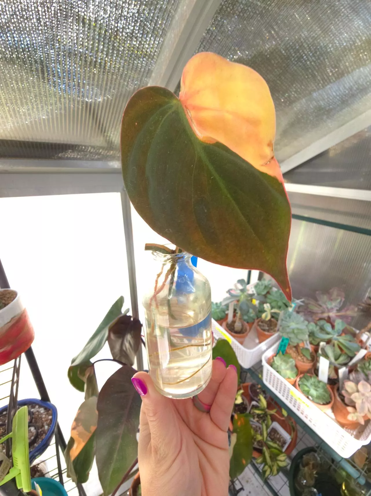 plant/Philodendron Micans Aurea Variegated #1-0