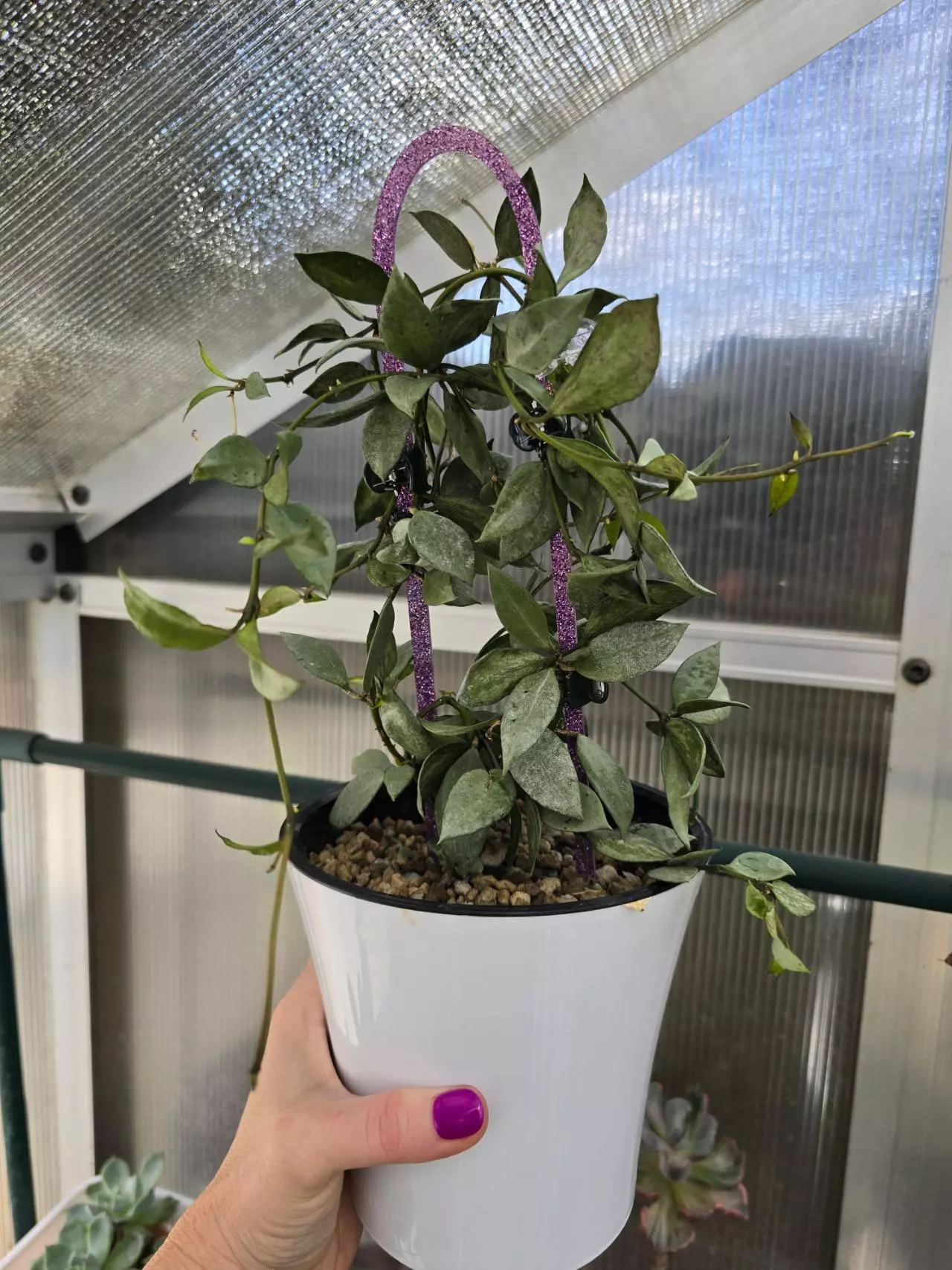 plant/Hoya Louisa Silver-1