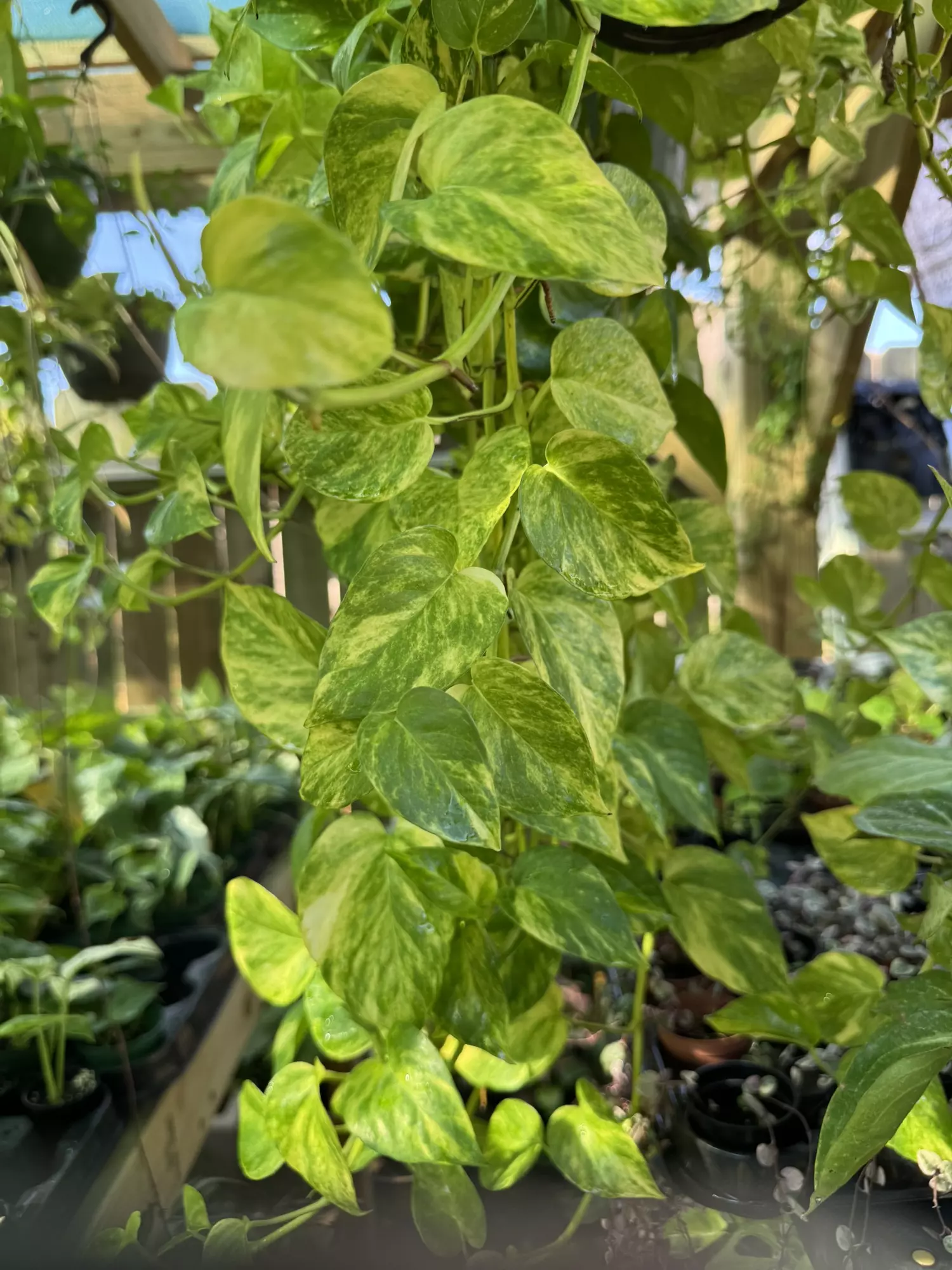 plant/Fresh cutting node/ alta Voltagem pothos-0