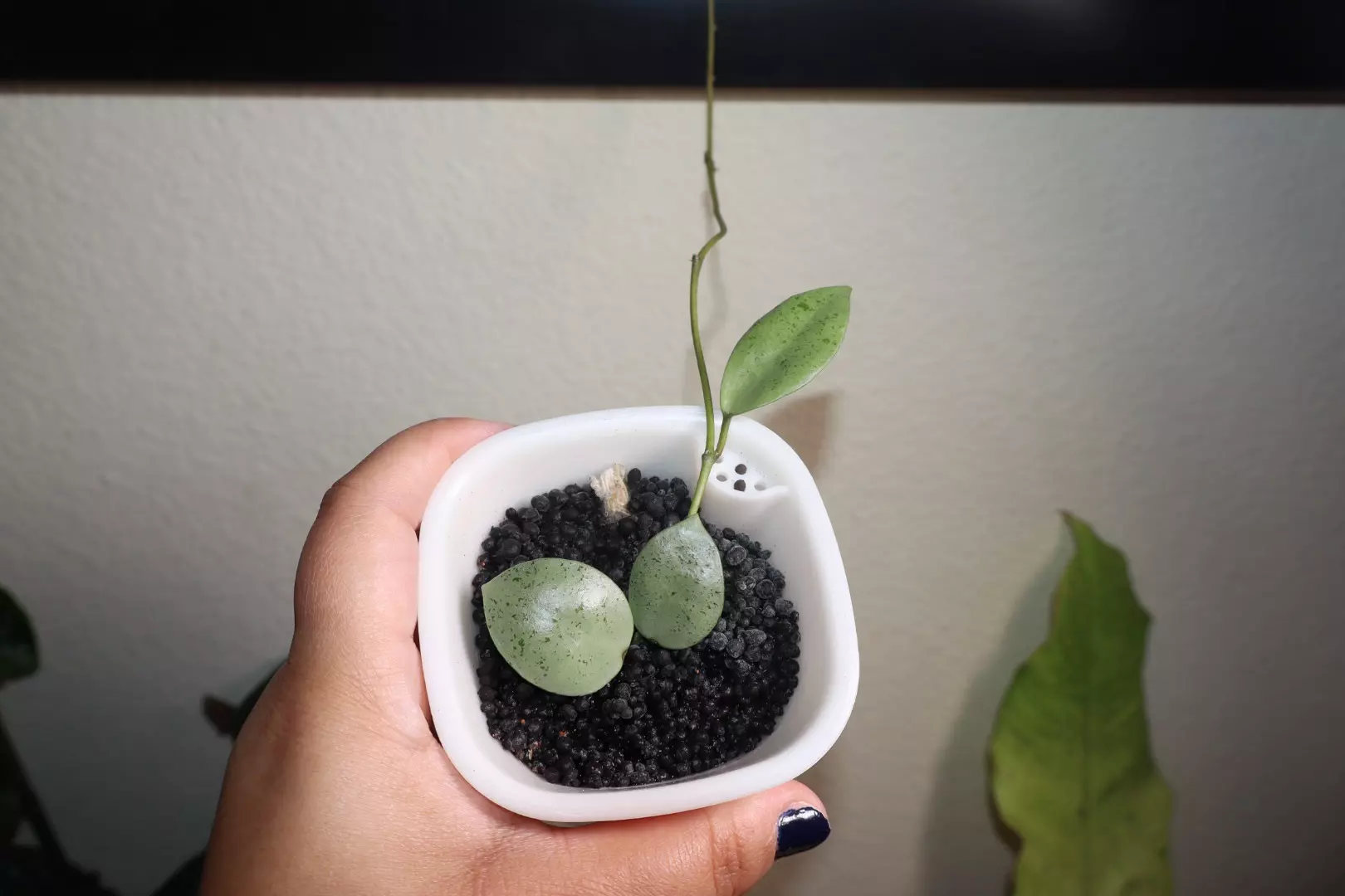 plant/Hoya Lacunosa Silver Mint Coin-1