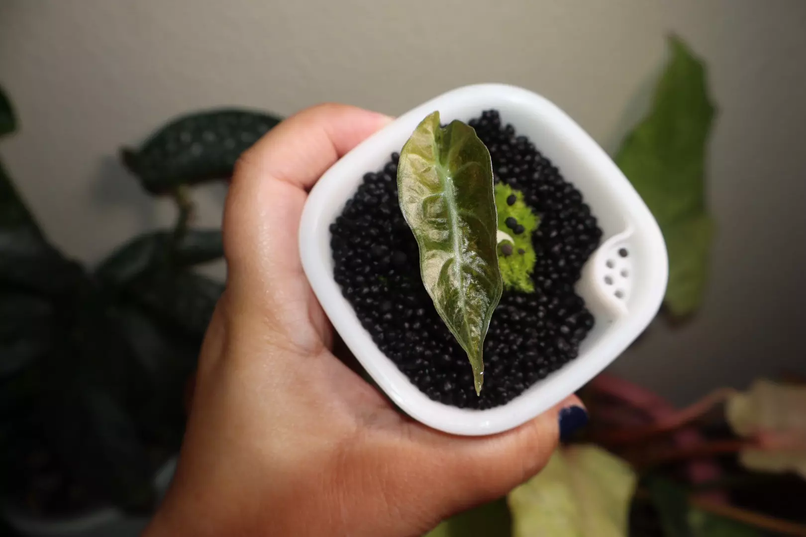 plant/Alocasia Amazonica Aurea-0