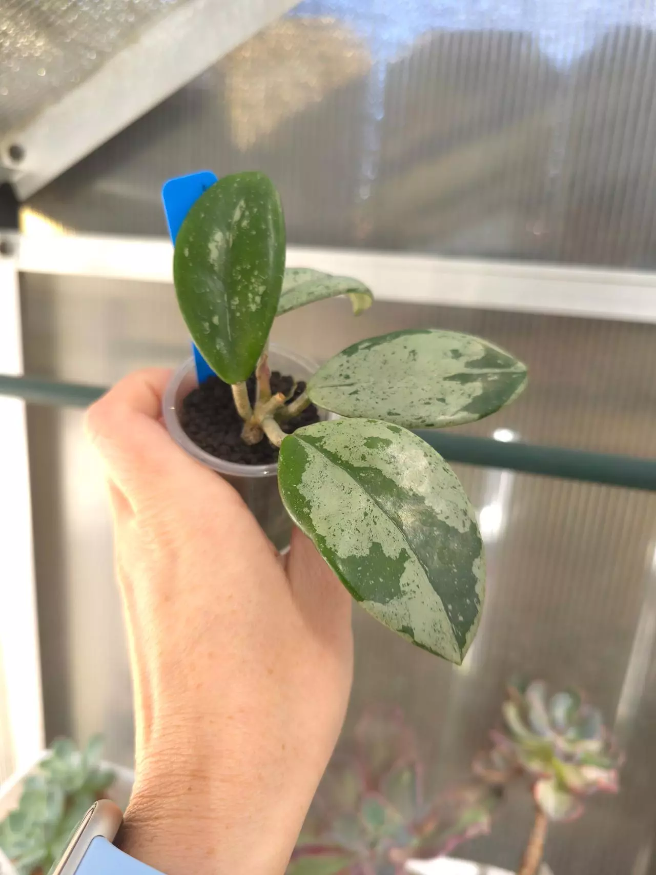 plant/Hoya Wilbur Graves #1-0