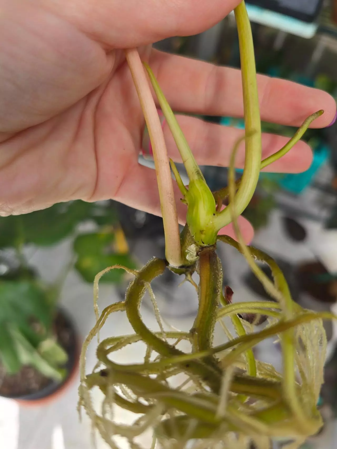 plant/Philodendron Burle Marx Variegated-1