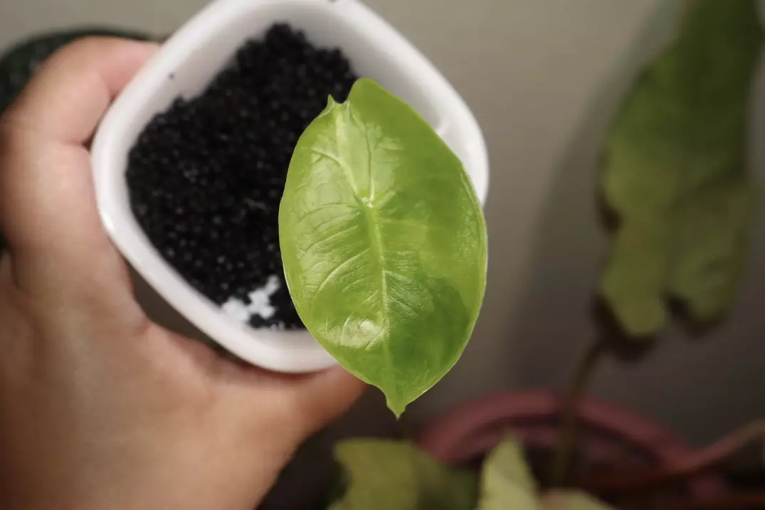 plant/Alocasia Pink Dragon Aurea-0
