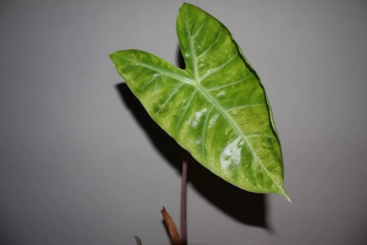 plant/Alocasia Pink Dragon Aurea-3