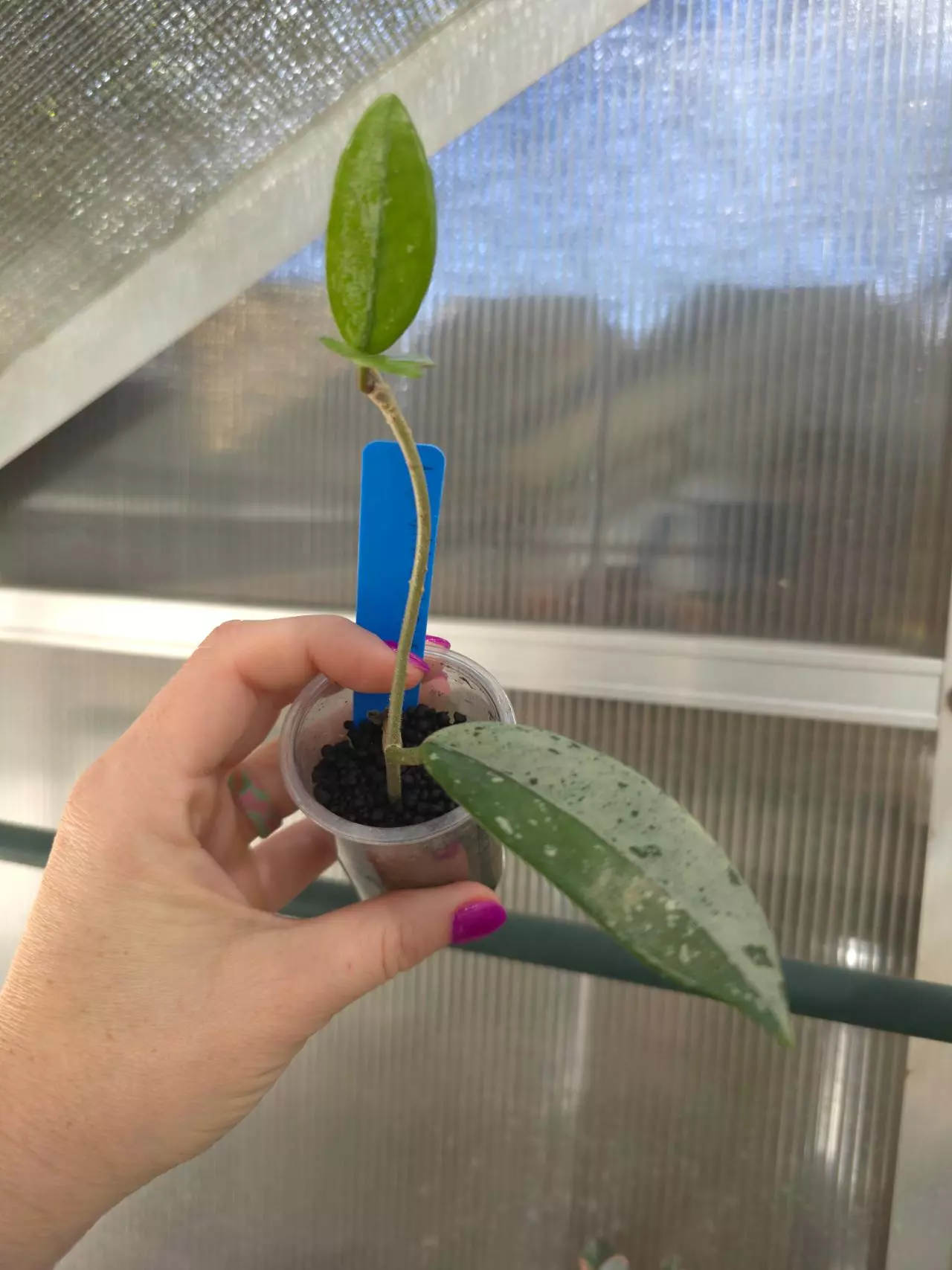 plant/Hoya Wilbur Graves #2-0