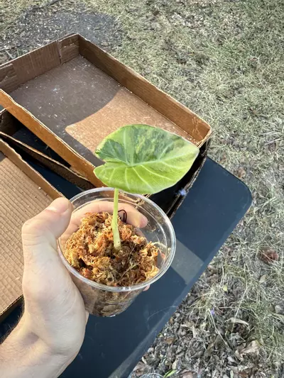 plant/Alocasia Regal Shield Mint-0-thumbnail