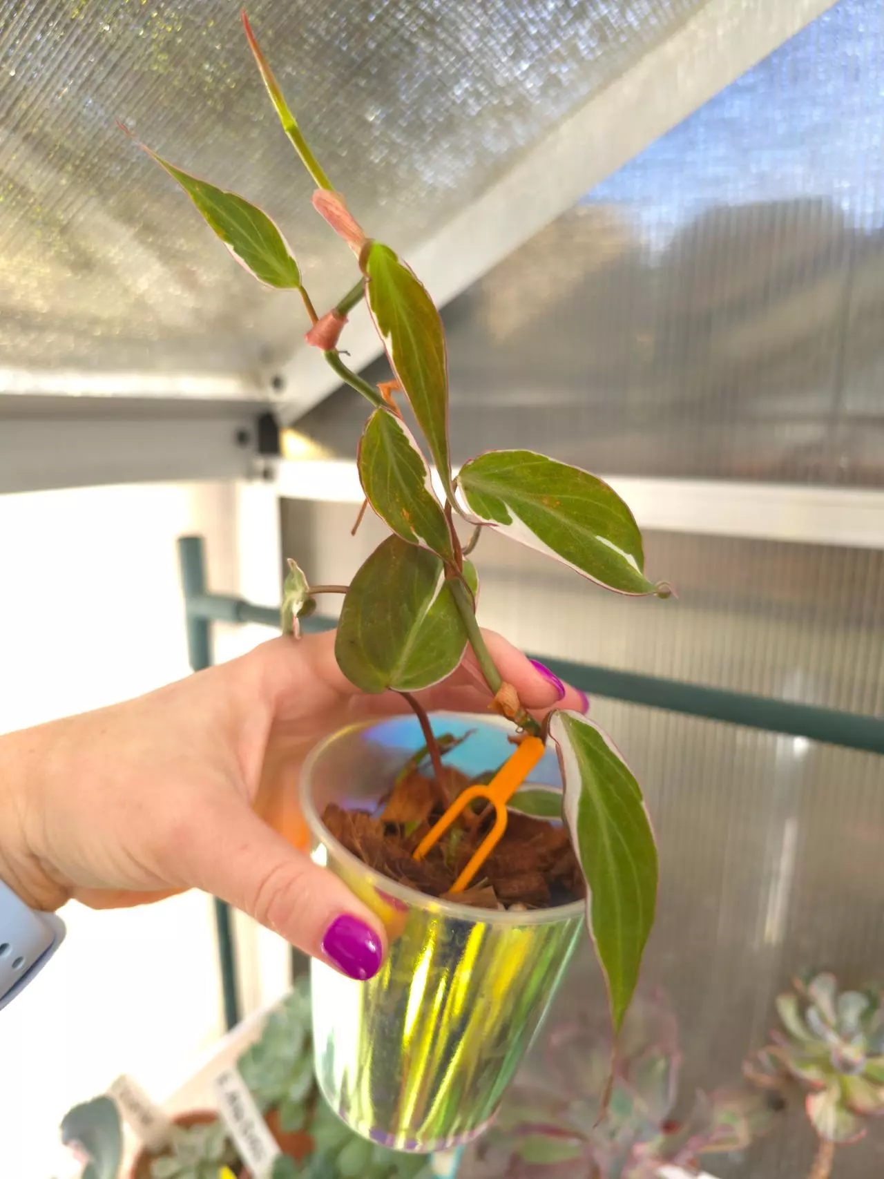 plant/Philodendron Micans Halo Variegated #2-0