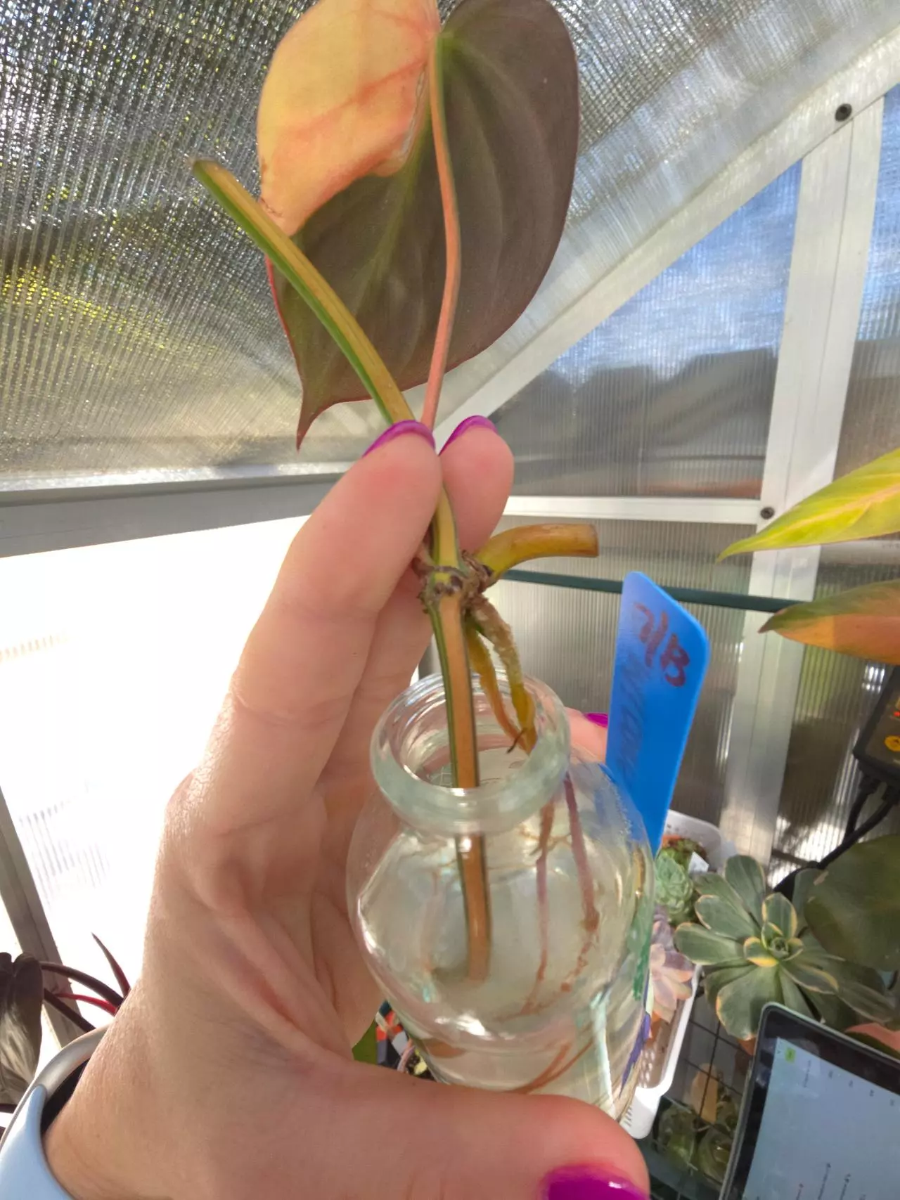 plant/Philodendron Micans Aurea Variegated #1-1