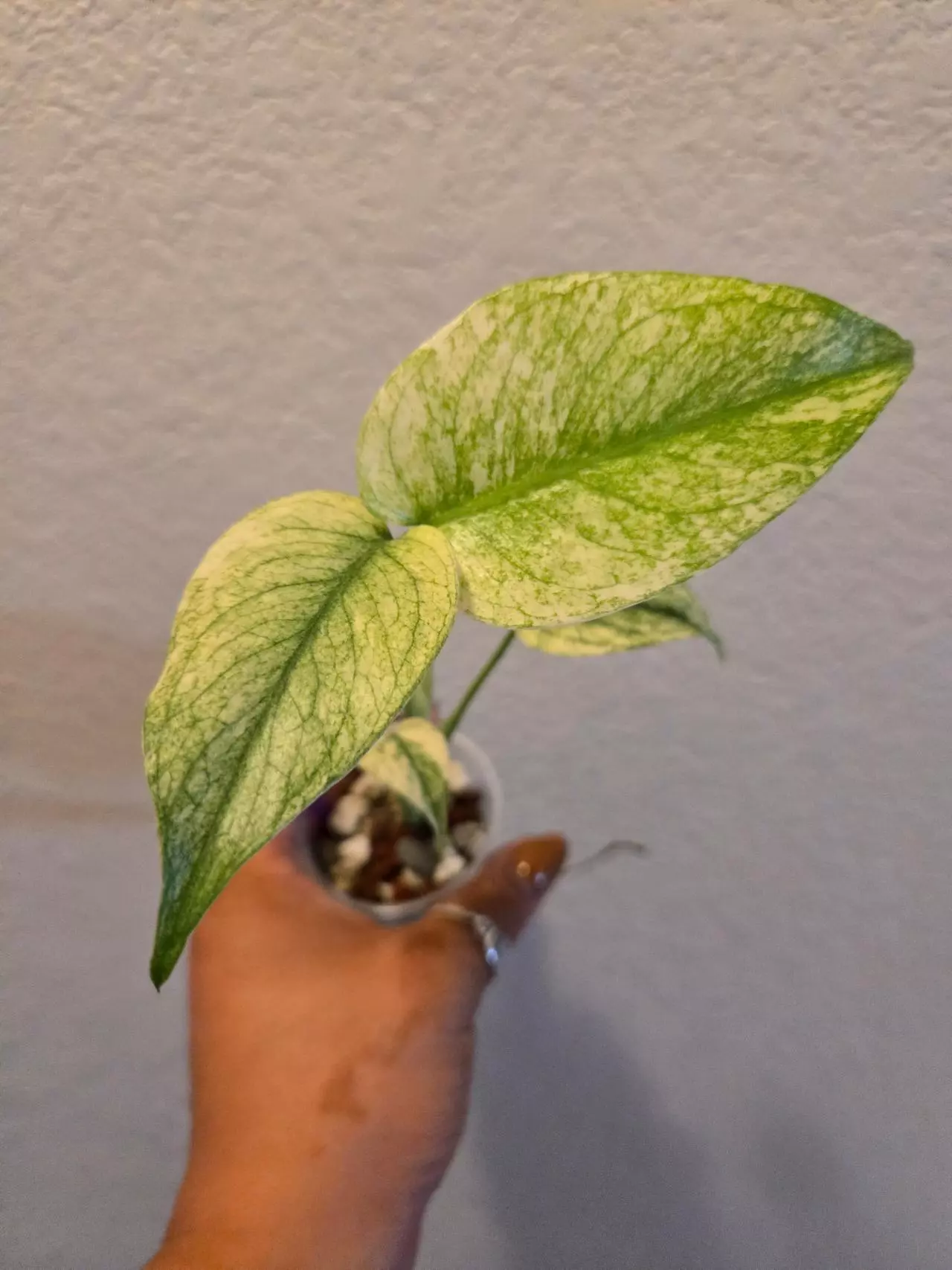 plant/monstera 'White Monster'-0