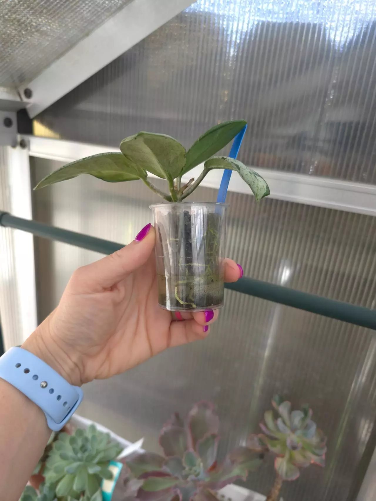 plant/Hoya Wilbur Graves #1-1