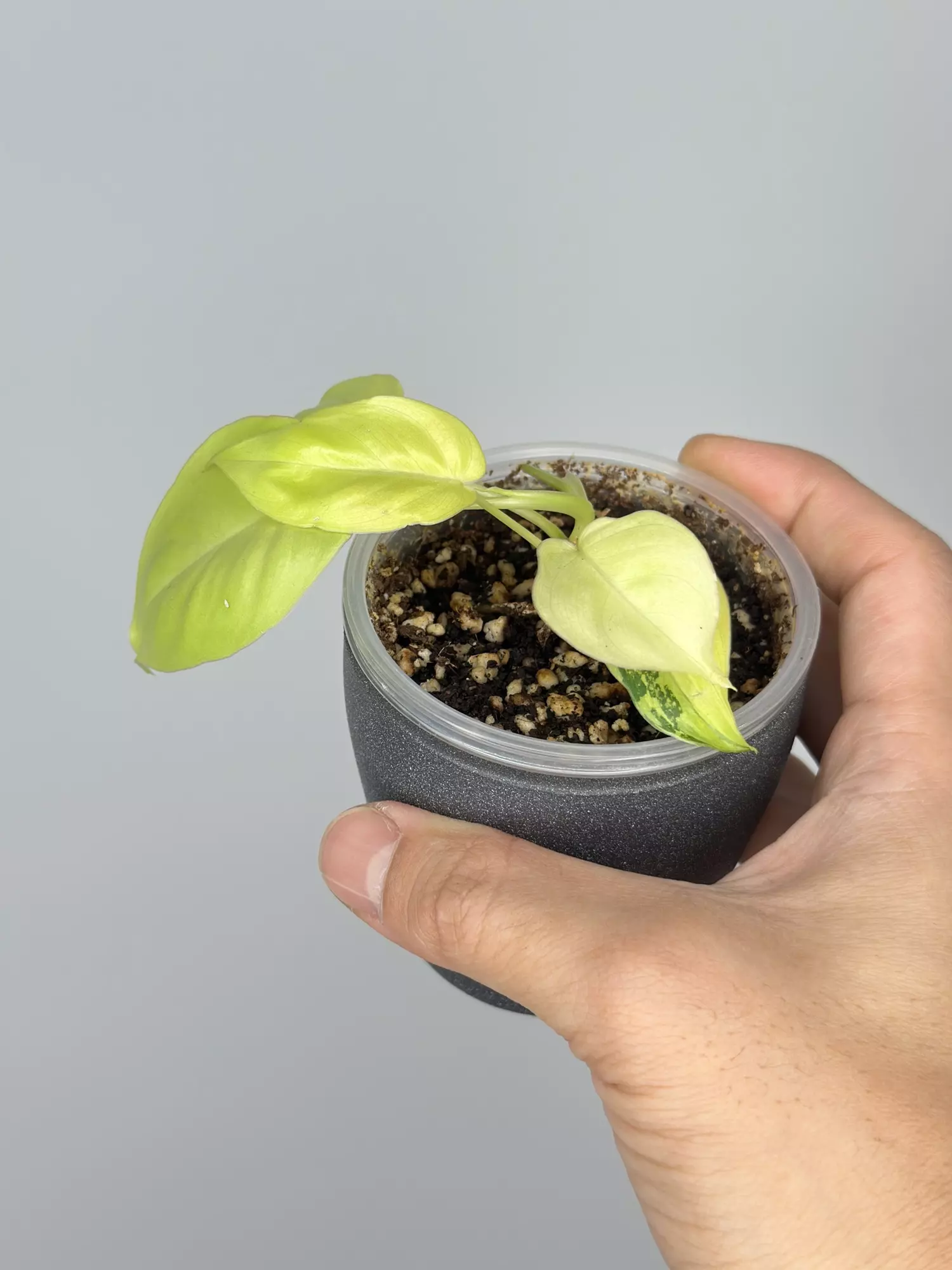 plant/Philodendron Burle Marx Variegated-0