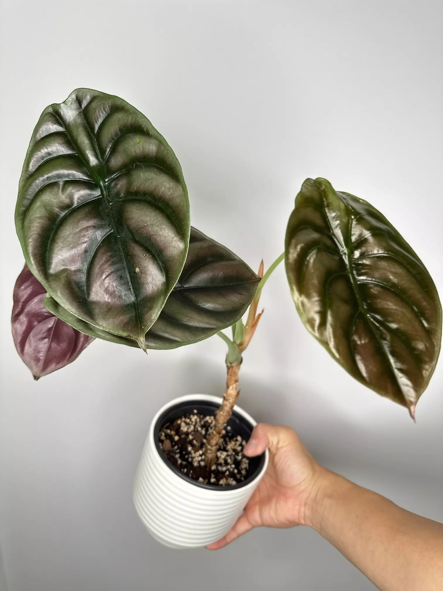 plant/Alocasia Cuprea-0