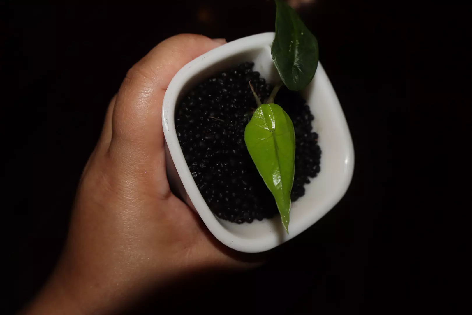 plant/Alocasia Scalprum Aurea-0