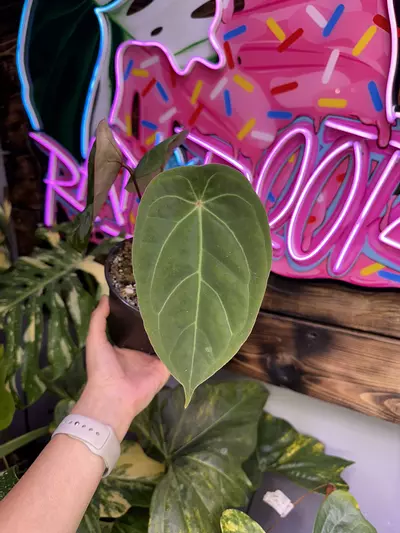 plant/Forgetii-0-thumbnail