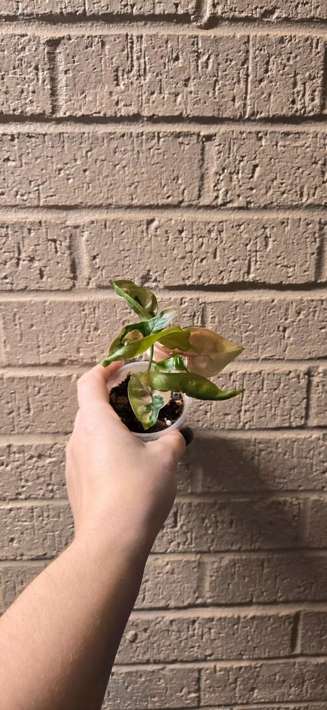 plant/Syngonium pink lava-1