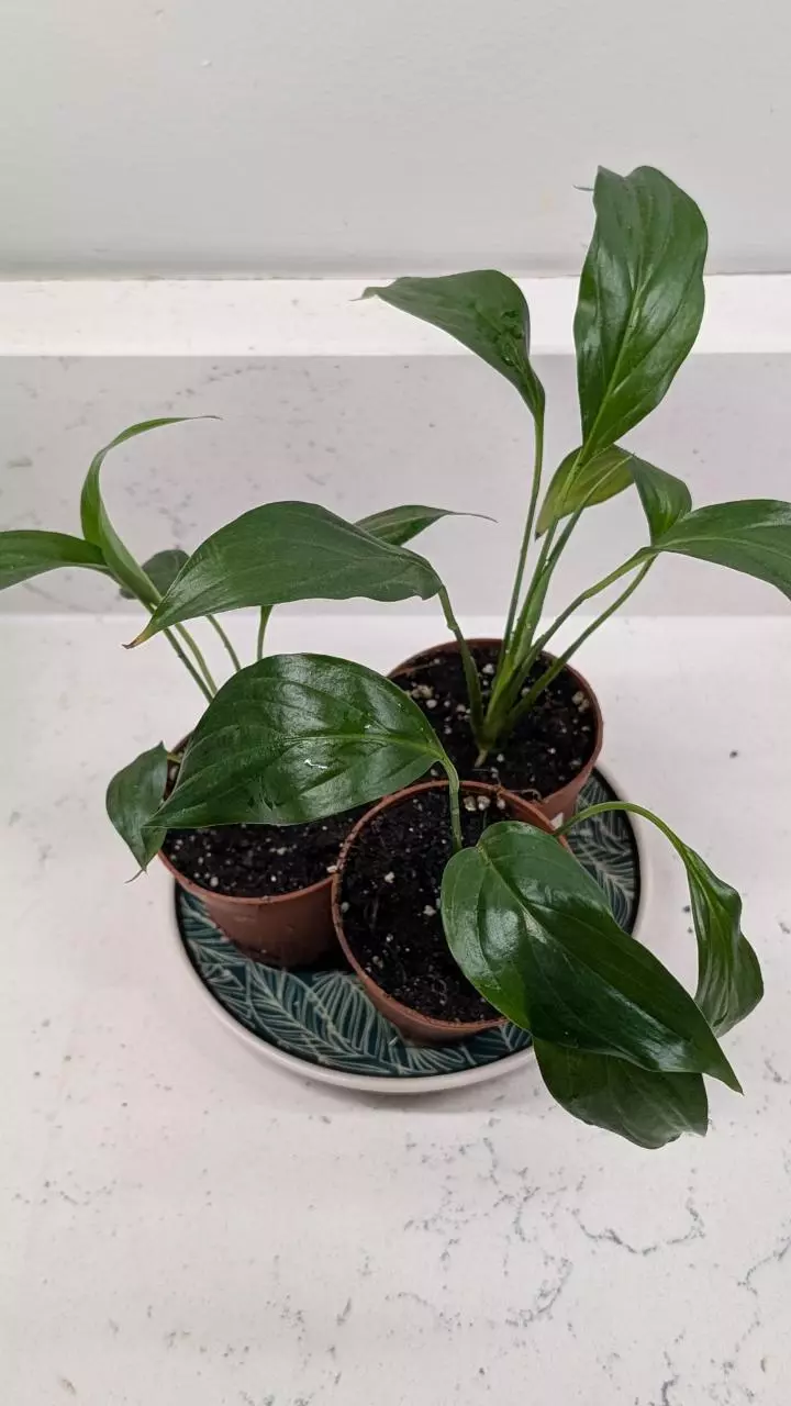 plant/Peace lily-0