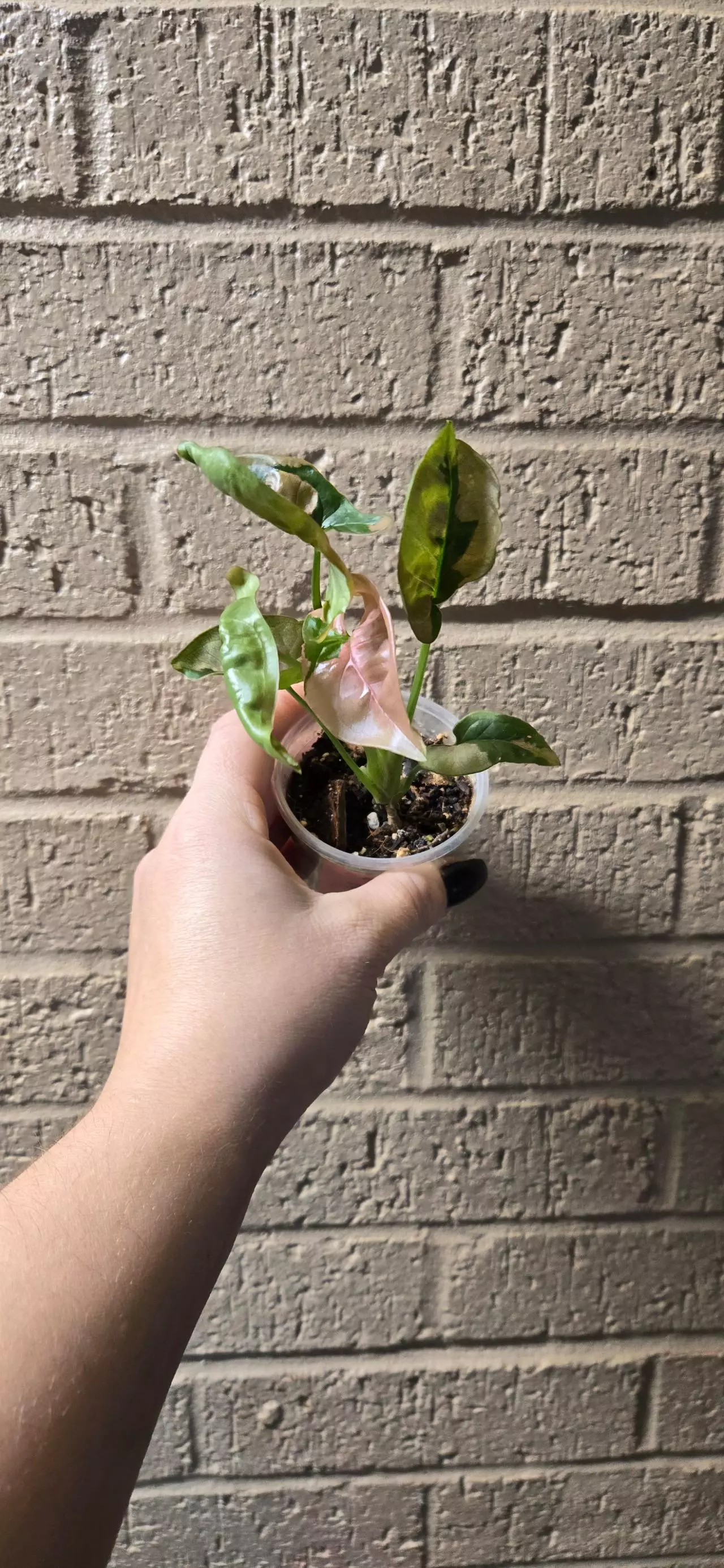 plant/Syngonium pink lava-0