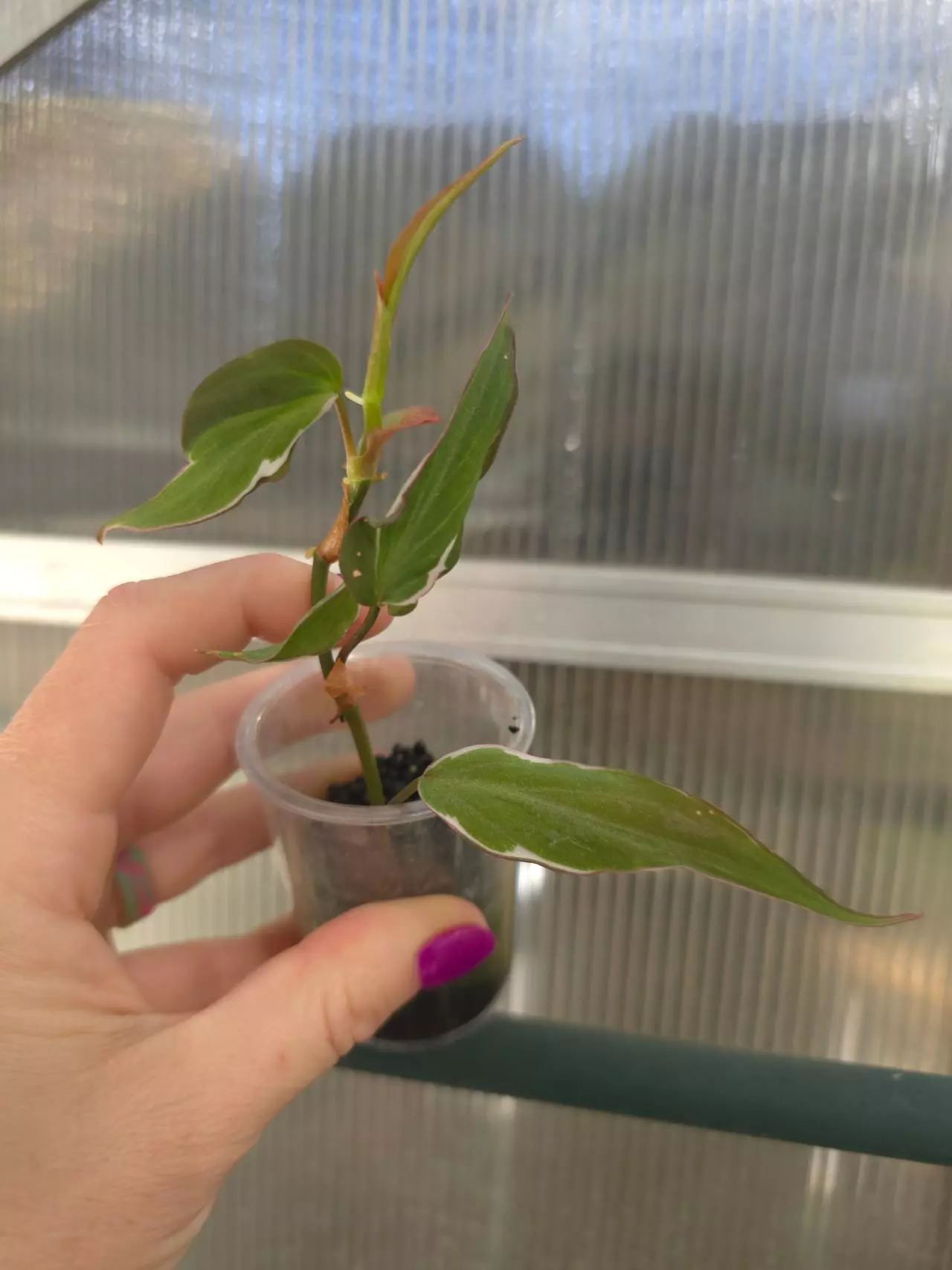 plant/Philodendron Micans Halo Variegated #3-0