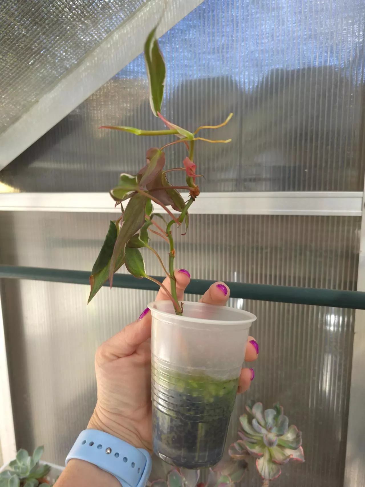 plant/Philodendron Micans Halo Variegated #1-1