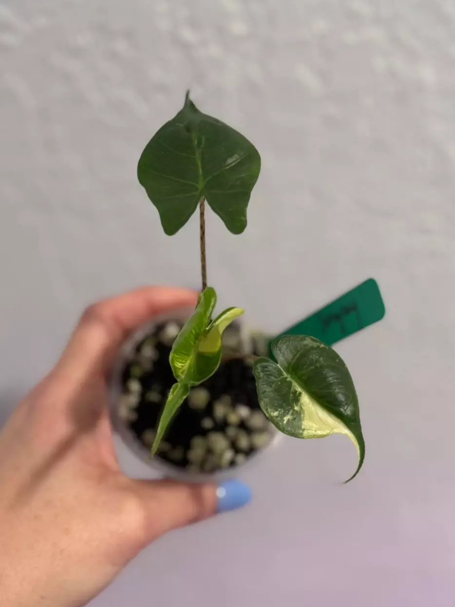 plant/Alocasia stingray aurea pup-0