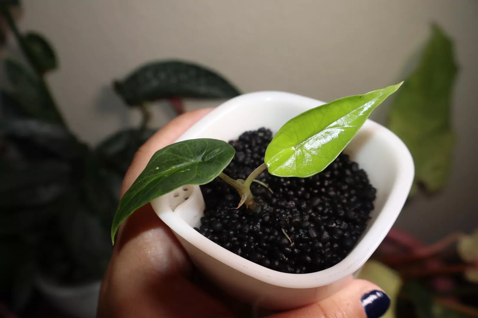 plant/Alocasia Scalprum Aurea-1